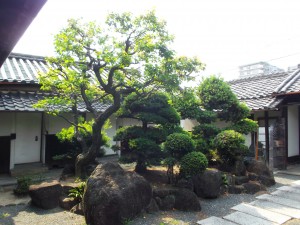 日本庭園の植木　剪定前